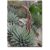 Agave parryi subsp. neomexicana - Mescal agave- 5db mag/csomag