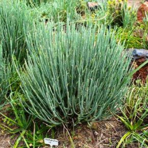   Euphorbia mauritanica - Sárga kutyatejfa, Sakálkutyatej - 5db mag/csomag