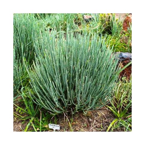 Euphorbia mauritanica - Sárga kutyatejfa, Sakálkutyatej - 5db mag/csomag
