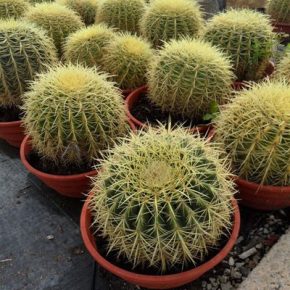 Echinocactus grusonii - Óriás sünkaktusz - 5db mag/csomag