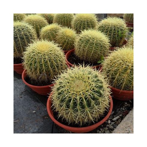 Echinocactus grusonii - Óriás sünkaktusz - 5db mag/csomag