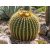 Echinocactus grusonii - Óriás sünkaktusz - 5db mag/csomag