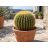 Echinocactus grusonii - Óriás sünkaktusz - 5db mag/csomag