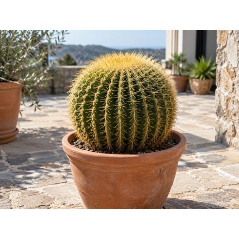 Echinocactus grusonii - Óriás sünkaktusz - 5db mag/csomag