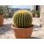Echinocactus grusonii - Óriás sünkaktusz - 5db mag/csomag