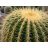 Echinocactus grusonii - Óriás sünkaktusz - 5db mag/csomag