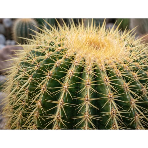 Echinocactus grusonii - Óriás sünkaktusz - 5db mag/csomag