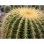 Echinocactus grusonii - Óriás sünkaktusz - 5db mag/csomag