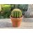 Echinocactus grusonii - Óriás sünkaktusz - 5db mag/csomag