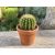 Echinocactus grusonii - Óriás sünkaktusz - 5db mag/csomag