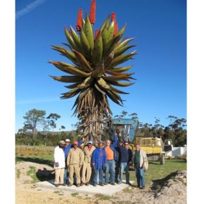 Aloe ferox - Tövises aloe - 5db mag/csomag