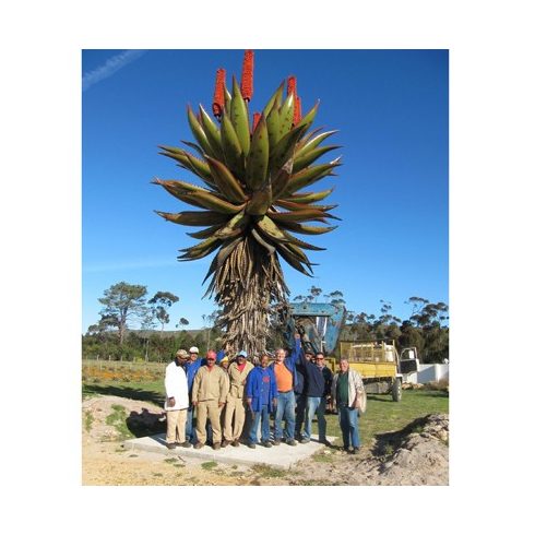 Aloe ferox - Tövises aloe - 5db mag/csomag