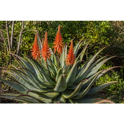 Virágzó Aloe ferox természetes dél-afrikai sziklás élőhelyen