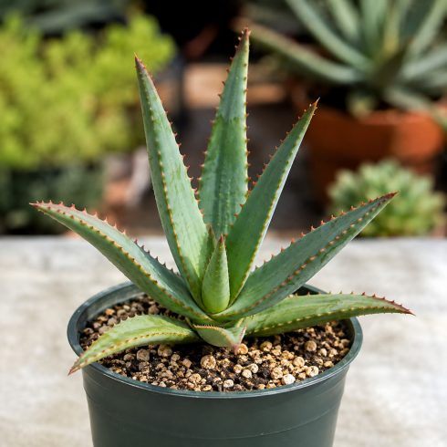 Fiatal Aloe ferox tövises aloe növény kis nevelőcserépben