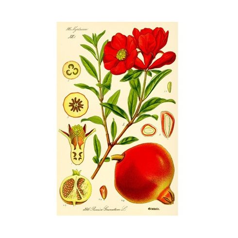 Punica granatum - Gránátalma - 5db mag/csomag