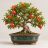 Punica granatum – termő gránátalma bonsai díszes kerámiatálban, piros termésekkel és narancsvörös virágokkal