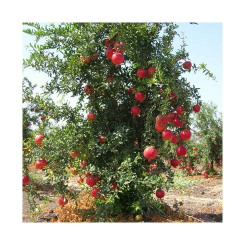 Punica granatum - Gránátalma - 5db mag/csomag