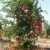 Punica granatum - Gránátalma - 5db mag/csomag