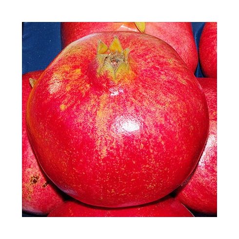 Punica granatum - Gránátalma - 5db mag/csomag