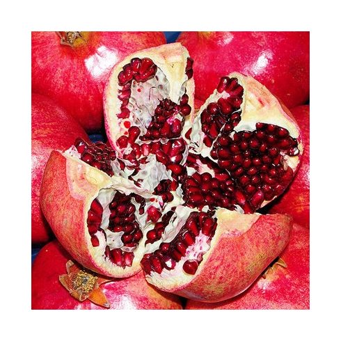 Punica granatum - Gránátalma - 5db mag/csomag