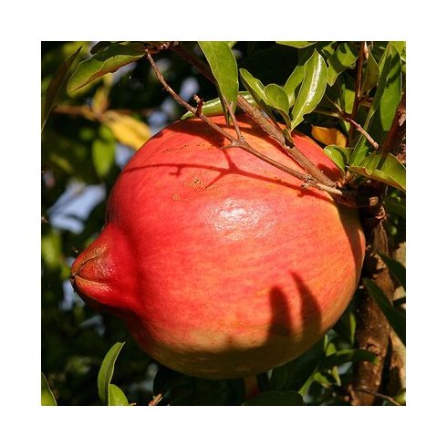 Punica granatum - Gránátalma - 5db mag/csomag