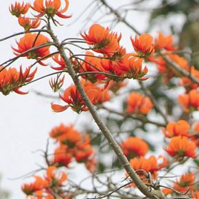 Erythrina poeppigiana - Hegyi vasvirág - 5db mag/csomag