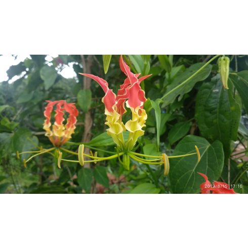 Gloriosa superba - Pompás kúszóliliom - 5db mag/csomag