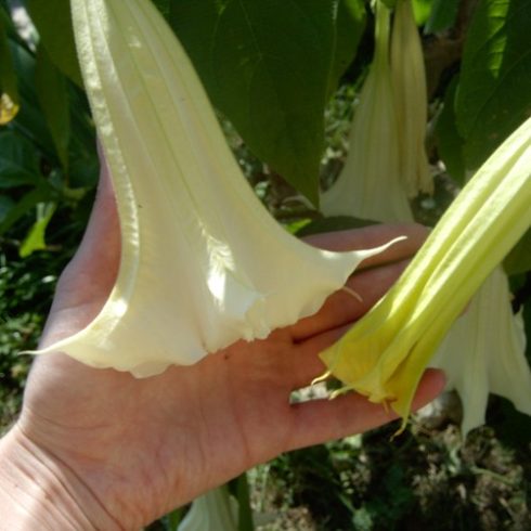 Brugmansia arborea - Angyaltrombita - Fehér - 5db mag/csomag