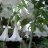   Brugmansia arborea - Angyaltrombita - Fehér - 5db mag/csomag