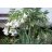 Brugmansia arborea fehér angyaltrombita gondozott virágos kertben, sok fehér csüngő trombitavirággal