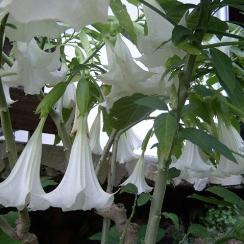 Brugmansia arborea - Angyaltrombita - Fehér - 5db mag/csomag