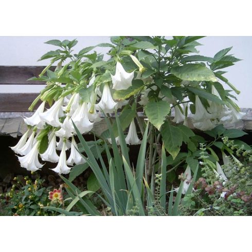 Brugmansia arborea fehér angyaltrombita gondozott virágos kertben, sok fehér csüngő trombitavirággal