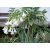 Brugmansia arborea fehér angyaltrombita gondozott virágos kertben, sok fehér csüngő trombitavirággal