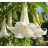 Brugmansia arborea fehér angyaltrombita virága közelről, csüngő trombita alakú virágokkal és zöld levelekkel