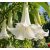 Brugmansia arborea fehér angyaltrombita virága közelről, csüngő trombita alakú virágokkal és zöld levelekkel