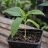 Fiatal Brugmansia arborea angyaltrombita palánta nevelőcserépben, egészséges zöld levelekkel
