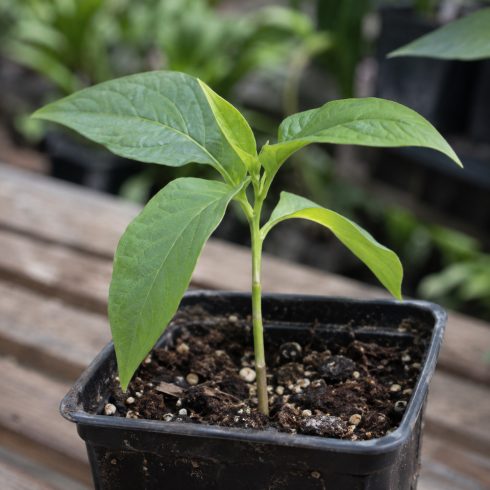 Fiatal Brugmansia arborea angyaltrombita palánta nevelőcserépben, egészséges zöld levelekkel