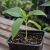 Fiatal Brugmansia arborea angyaltrombita palánta nevelőcserépben, egészséges zöld levelekkel