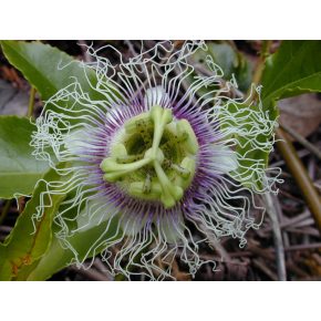 Passiflora edulis - Golgotavirág - 5db mag/csomag