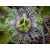 Passiflora edulis - Golgotavirág - 5db mag/csomag