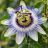 Passiflora edulis, golgotavirág közeli virágzata