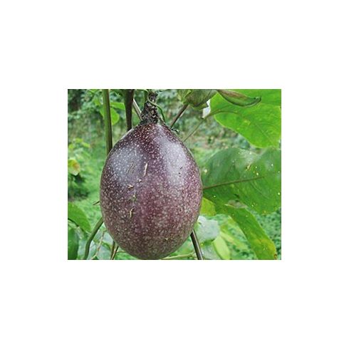 Passiflora edulis - Golgotavirág - 5db mag/csomag