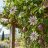 Passiflora edulis golgotavirág napos pergolára futtatva, maracuja gyümölcsökkel