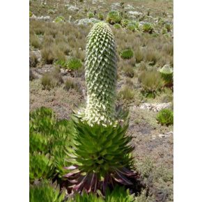   Lobelia gregoriana subsp. gregoriana - Gin and Tonic Lobelia - 5db mag/csomag