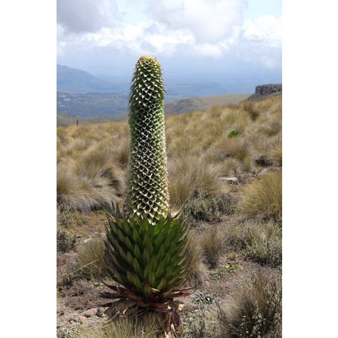 Lobelia gregoriana subsp. gregoriana - Gin and Tonic Lobelia - 5db mag/csomag