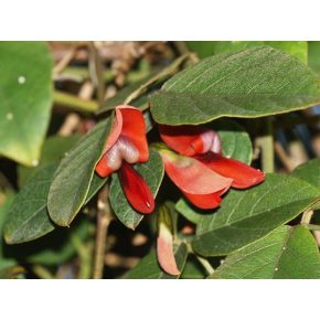   Kennedia rubicunda - Sötétpiros korallborsó - 5db mag/csomag