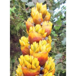 Guzmania teuscheri - Guzmán bromélia - 5db mag/csomag