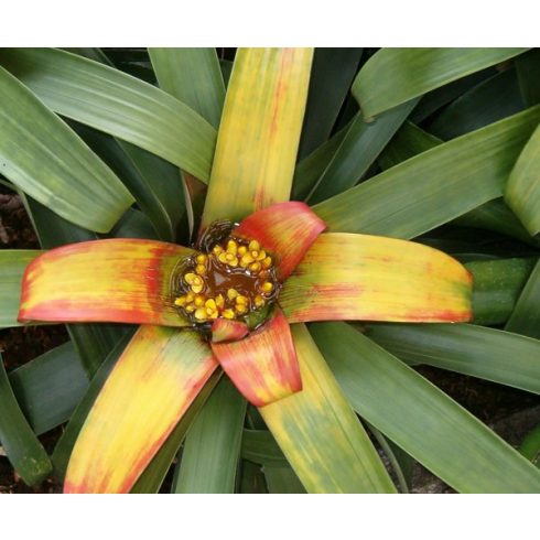Guzmania teuscheri - Guzmán bromélia - 5db mag/csomag