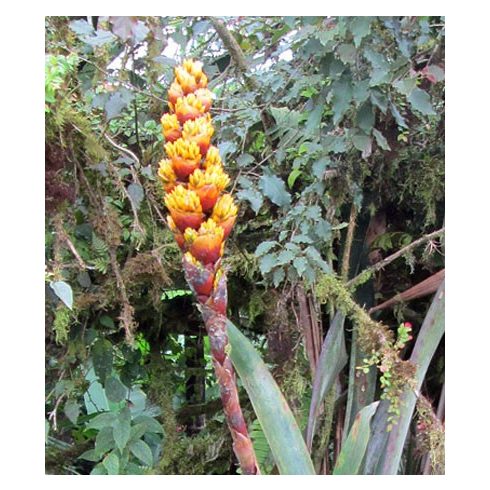 Guzmania teuscheri - Guzmán bromélia - 5db mag/csomag