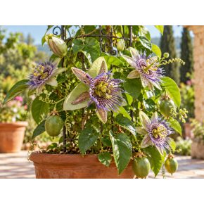 Passiflora maliformis cserépben nevelve, virágokkal és termésekkel